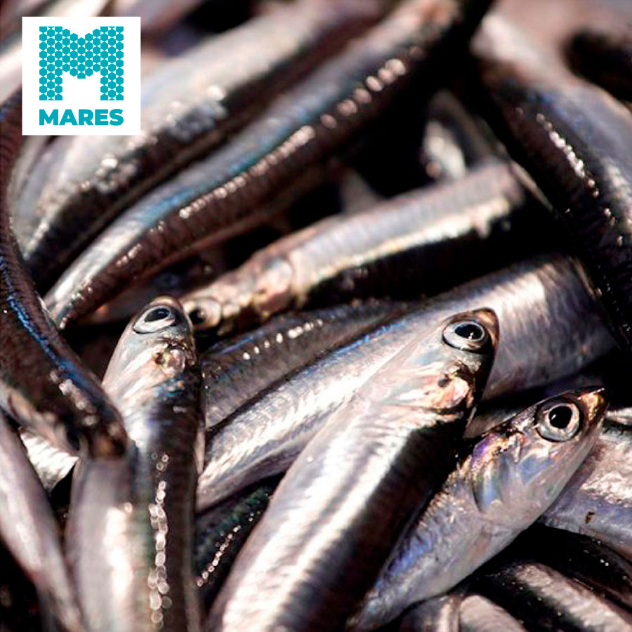 boquerones