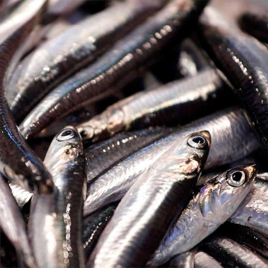 boquerón grande